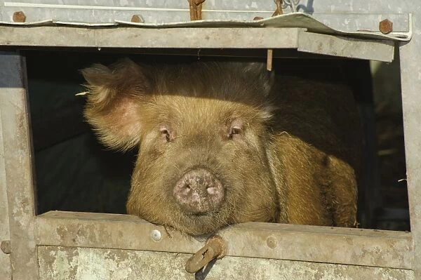 Domestic Pig, Tamworth sow, looking through hatch in arc, Cumbria, England, november