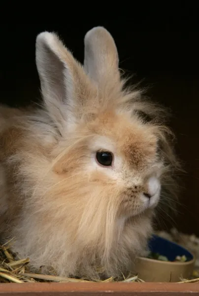 Domestic Rabbit, Lionhead, adult female, close-up of head, sitting in hutch beside food bowl, England, october