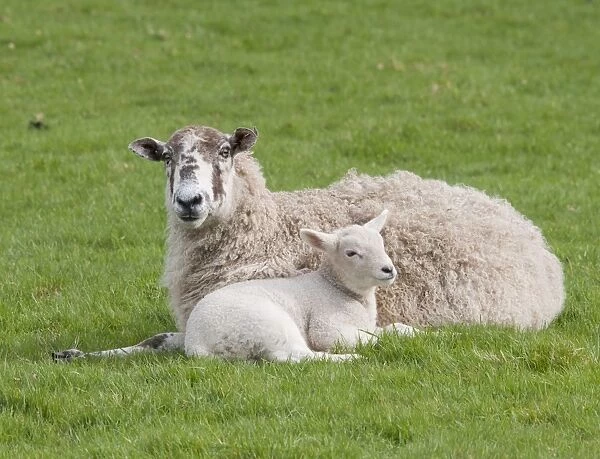 Domestic Sheep, Mule ewe with Texel cross lamb, resting in pasture, Chipping, Lancashire, England, april