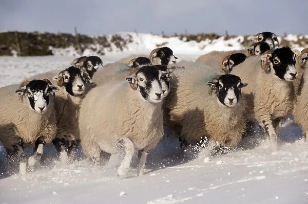 Domestic Sheep, Swaledale flock, running in snow covered upland pasture, Cumbria, England, november