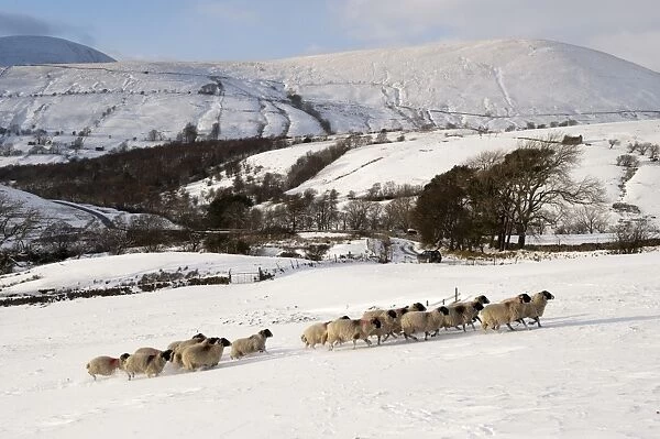 Domestic Sheep, Swaledale flock, running on snow covered upland pasture, Cumbria, England, november