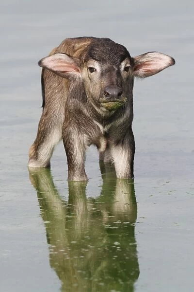 Domestic Water Buffalo (Bubalis bubalis) newborn calf, standing in shallow water, Udalawawe N. P. Sri Lanka, January