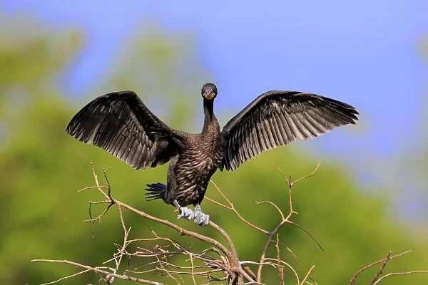 Double-crested Cormorant (Phalacrocorax auritus) adult, non-breeding plumage, with wings spread, drying feathers