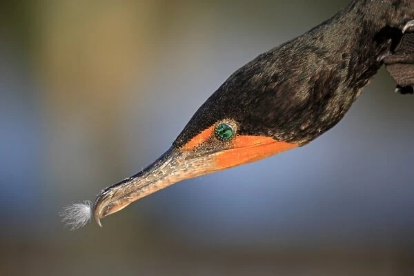 Double-crested Cormorant (Phalacrocorax auritus) adult, non-breeding plumage, close up of head, Wakodahatchee Wetlands