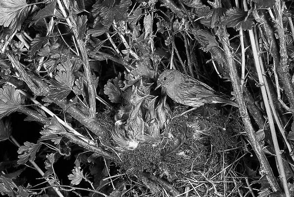 Dunnock or Hedge Sparrow at nest - Eyke, Suffolk. Taken by Eric Hosking in 1949