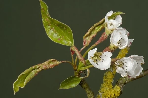 Early blisters of pear leaf blister mite, Eriophyes pyri, red on young pear foliage and flower peduncles in spring