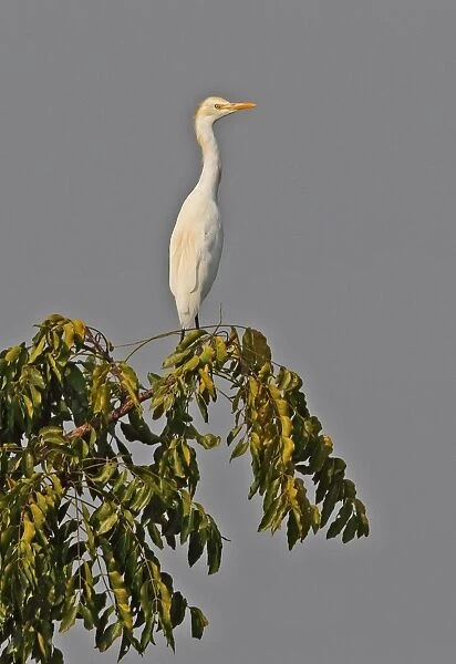 Eastern Cattle Egret (Bubulcus ibis coromandus) adult, summer plumage, perched on treetop, Ang Trapaeng Thmor