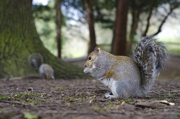 Eastern Grey Squirrel (Sciurus carolinensis) introduced species, two adults, feeding on ground in urban parkland