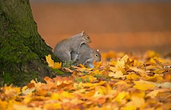 Eastern Grey Squirrel (Sciurus carolinensis) introduced species, adult pair, mating amongst fallen leaves, Merseyside