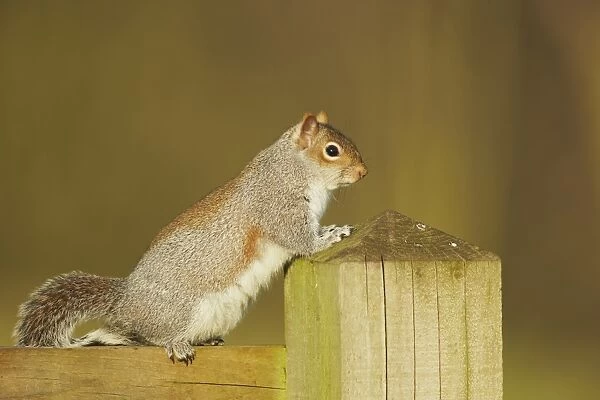 Eastern Grey Squirrel (Sciurus carolinensis) introduced species, adult, standing on fence in winter sunshine
