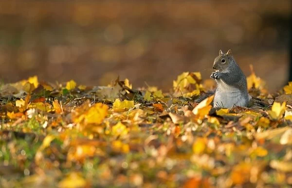 Eastern Grey Squirrel (Sciurus carolinensis) introduced species, adult, feeding on acorn