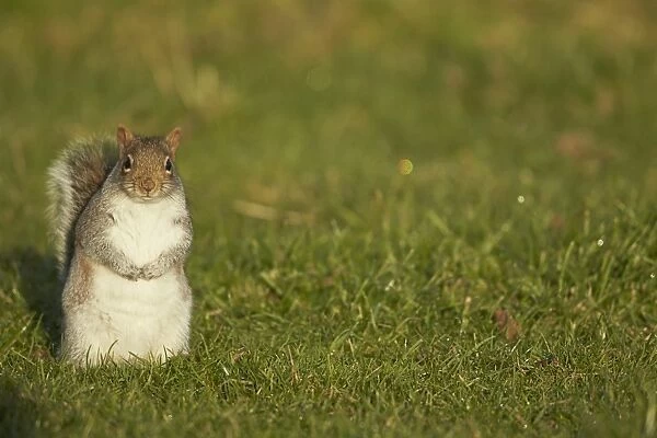 Eastern Grey Squirrel (Sciurus carolinensis) introduced species, adult, sitting on grass, Shropshire, England, December