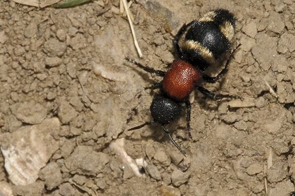 Eastern Velvet Ant (Mutilla europaea) wingless adult female, walking over bare soil, Oare Marshes Nature Reserve, Kent