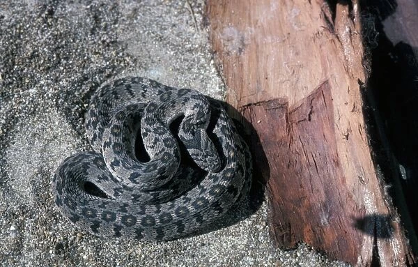 Eggeating Snake (Dasypeltis scabra) Coiled on sand beside piece of wood  /  South Africa