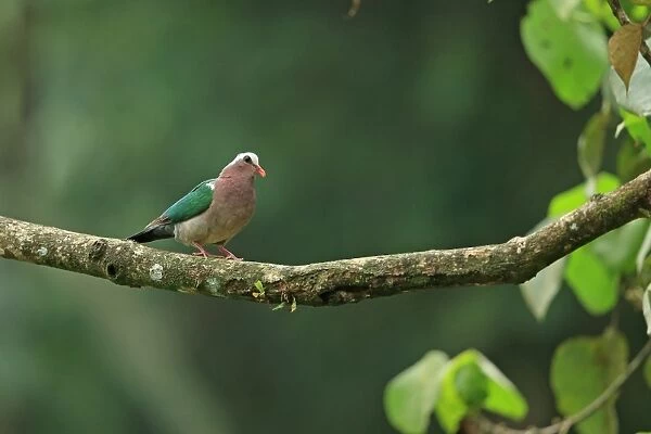 Emerald Dove (Chalcophaps indica robinsoni) adult, perched on branch, Sri Lanka, February