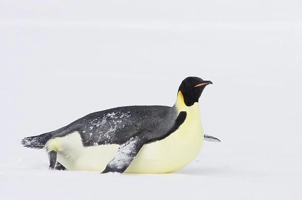 Emperor Penguin (Aptenodytes forsteri) adult, tobogganing across snow, Snow Hill Island, Weddell Sea, Antarctica
