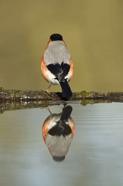 Eurasian Bullfinch (Pyrrhula pyrrhula) adult male, rear view, standing at edge of woodland pond with reflection