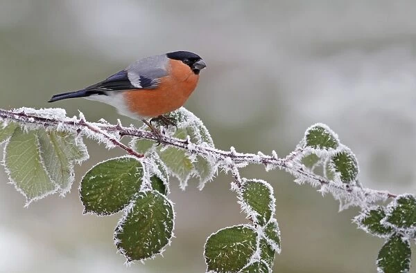 Eurasian Bullfinch (Pyrrhula pyrrhula) adult male, perched on frost covered bramble stem, Leicestershire, England