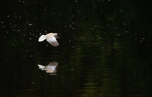 Eurasian Collared Dove (Streptopelia decaocto) adult, in low flight over lake, Nottinghamshire, England, may