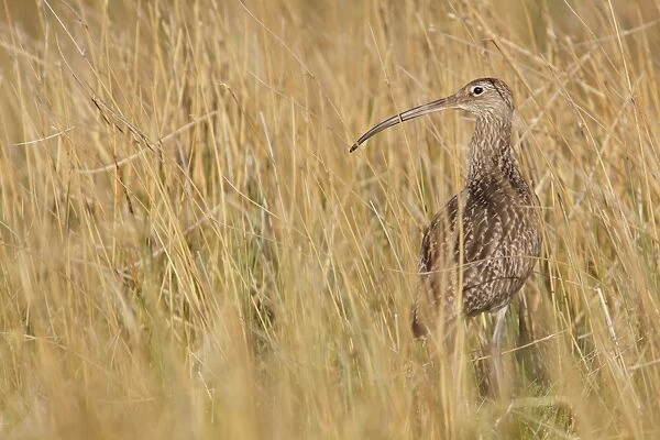 Eurasian Curlew (Numenius arquata) adult, standing amongst long grass at moorland edge, Swaledale, Yorkshire Dales N. P