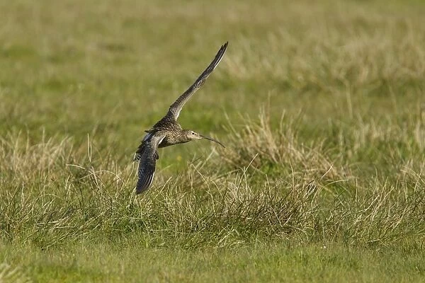 Eurasian Curlew (Numenius arquata) adult, in flight, landing, Shetland Islands, Scotland, June