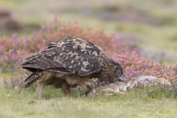 Eurasian Eagle-owl (Bubo bubo) adult, feeding on European Rabbit (Oryctolagus cuniculus) prey