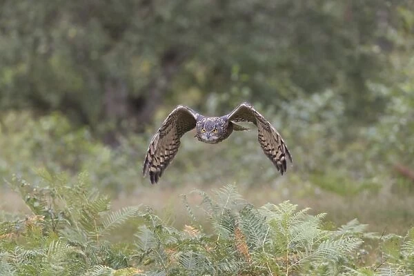 Eurasian Eagle-owl (Bubo bubo) adult, in flight, September (captive)