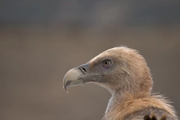 Eurasian Griffon Vulture (Gyps fulvus) adult, close-up of head, Spain, January