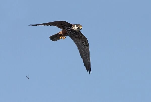 Eurasian Hobby (Falco subbuteo) adult, in flight, dropping dragonfly prey, Staffordshire, England, september
