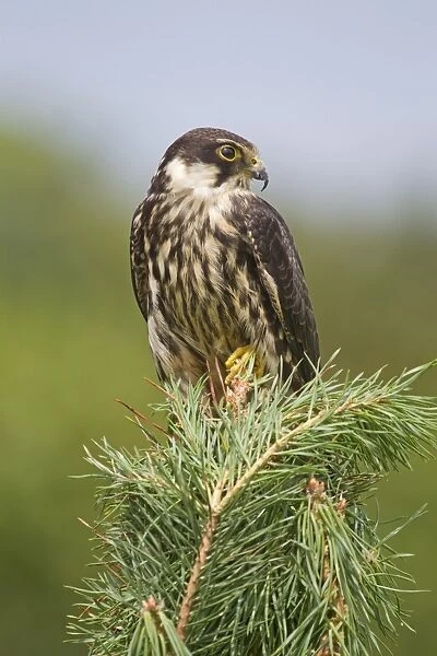 Eurasian Hobby (Falco subbuteo) immature, perched on pine tree, August (captive)