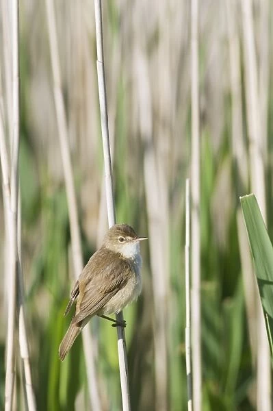 Eurasian Reed-warbler (Acrocephalus scirpaceus) adult, perched on reed stem, North Kent Marshes, Isle of Sheppey, Kent, England, may