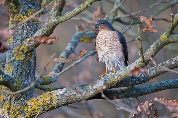 Eurasian Sparrowhawk (Accipiter nisus) adult male, with wet plumage after bathing, perched on branch in oak woodland, Norfolk, England, december