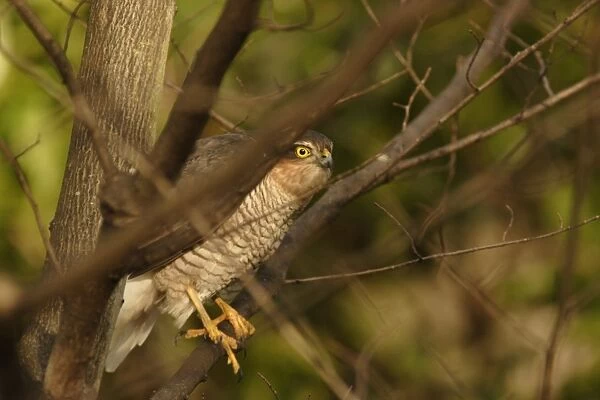 Eurasian Sparrowhawk (Accipiter nisus) immature, perched amongst branches in tree, England, january