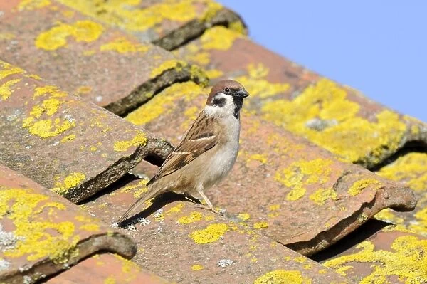 Eurasian Tree Sparrow (Passer montanus) adult, standing on tiled roof of visitor centre, Bempton Cliffs RSPB Reserve