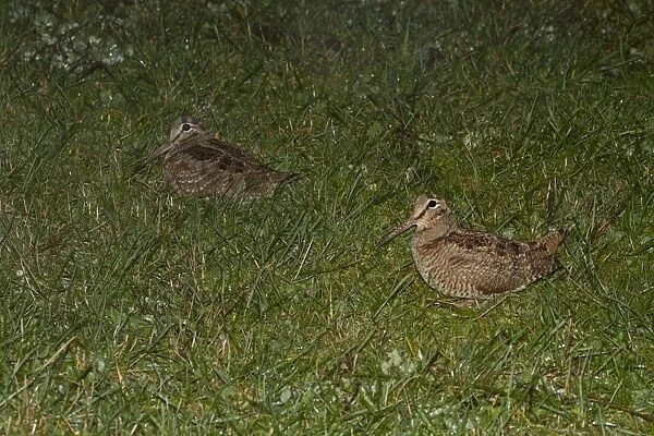Eurasian Woodcock (Scolopax rusticola) two adults, standing in field at night during rainfall, Shropshire, England