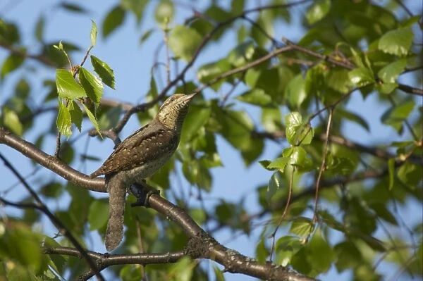 Eurasian Wryneck (Jynx torquilla) adult, perched on branch, Finland