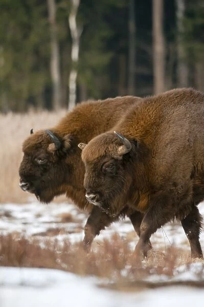European Bison (Bison bonasus) two adults, walking on snow covered meadow, Bialowieza N. P