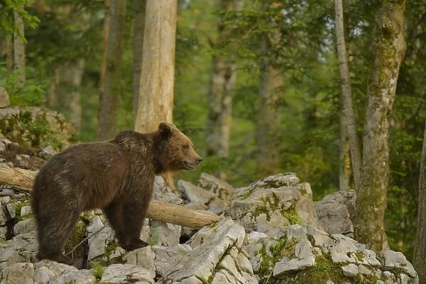 European Brown Bear (Ursus arctos arctos) immature male, standing amongst rocks in forest habitat, Slovenia, June