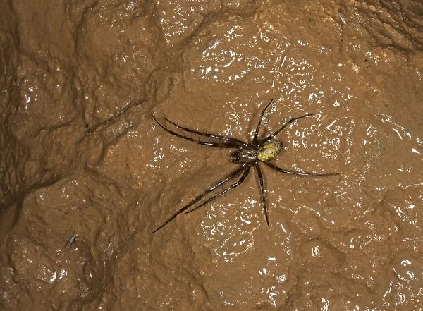 European Cave Spider (Meta menardi) adult, with silk thread in ochre stained limestone cave, Somerset, England, March