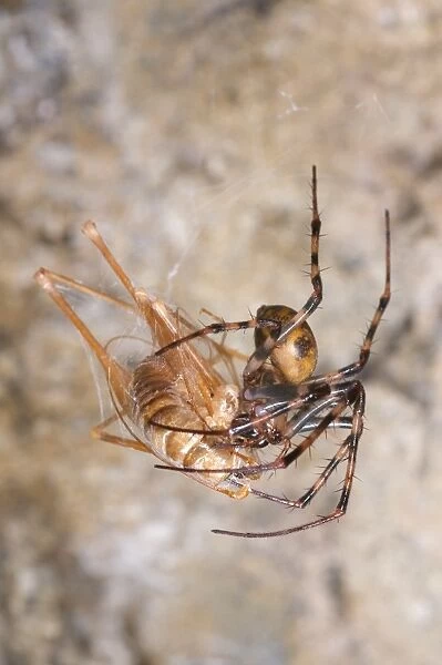 European Cave Spider (Meta menardi) adult female, feeding on prey caught in web, Italy