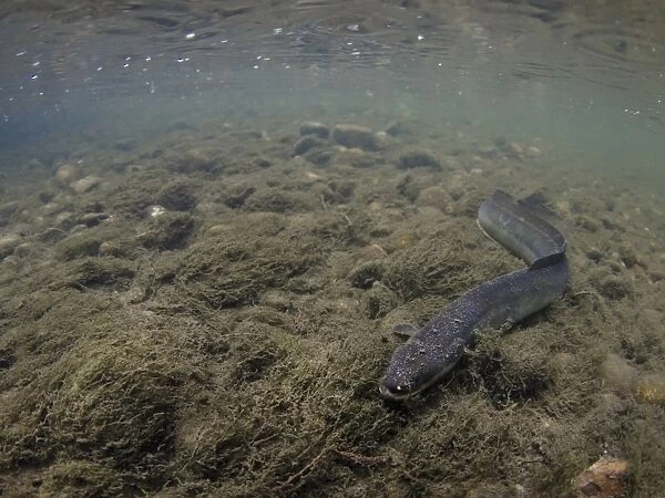 European Eel (Anguilla anguilla) adult, resting on silt riverbed in river habitat, River Soar, Leicestershire, England