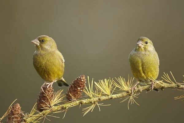 European Greenfinch (Carduelis chloris) two adult males, perched on larch twig with cones, Shropshire, England