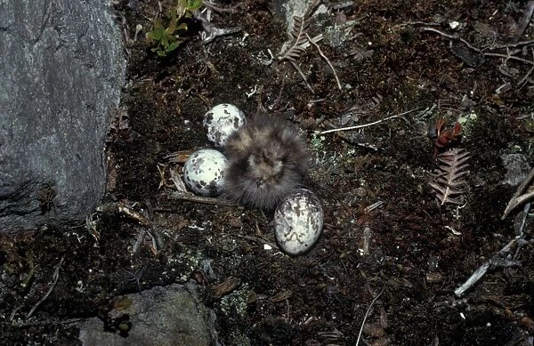 European Nightjar (Caprimulgus europaeus) Eggs and chick
