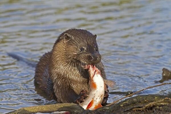 European Otter (Lutra lutra) adult, feeding on Roach (Rutilius rutilus) prey on riverbank, River Little Ouse, Thetford