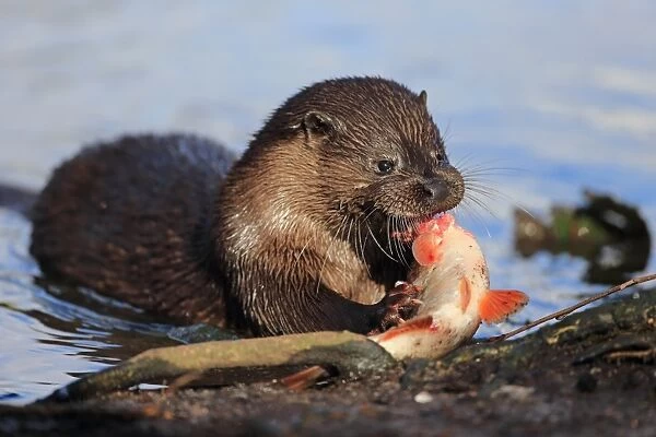 European Otter (Lutra lutra) adult, feeding on Roach (Rutilius rutilus) prey at riverbank, River Little Ouse, Thetford
