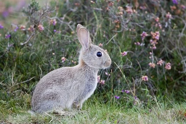 European Rabbit (Oryctolagus cuniculus) adult, sitting on heathland, Minsmere RSPB Reserve, Suffolk, England, october