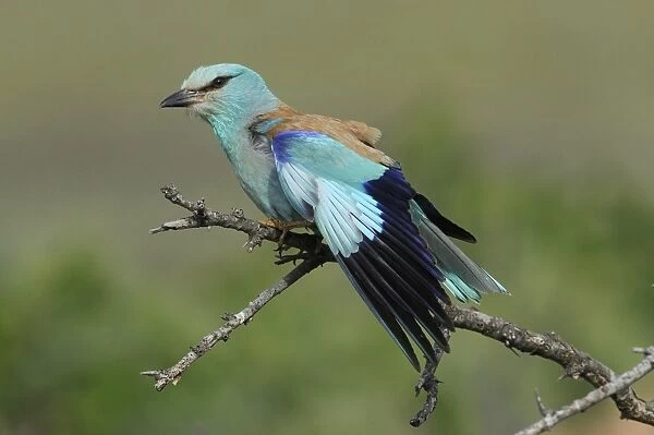 European Roller (Coracias garrulus) adult, wing stretching, perched on branch, Lemnos, Greece, May