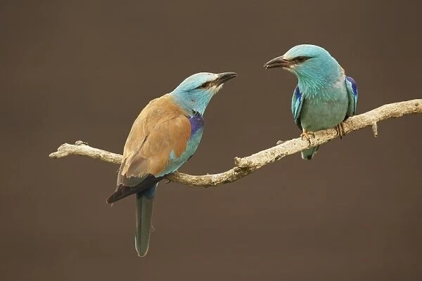 European Roller (Coracias garrulus) adult pair, exchanging beetle in food pass prior to mating, perched on branch