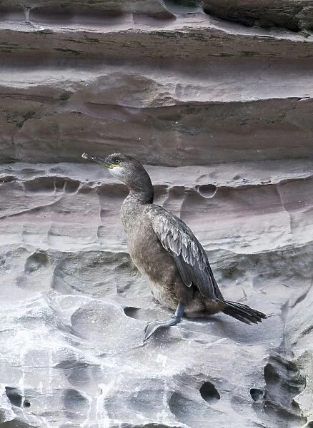 European Shag (Phalacrocorax aristotelis) immature, first year plumage, standing on cliff ledge, Noss, Shetland Islands, Scotland, june