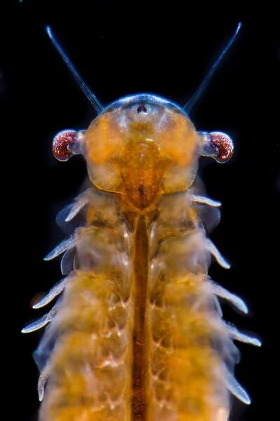 Fairy Shrimp (Chirocephalus diaphanus) adult female, close-up of head and thorax, Antola Regional Park